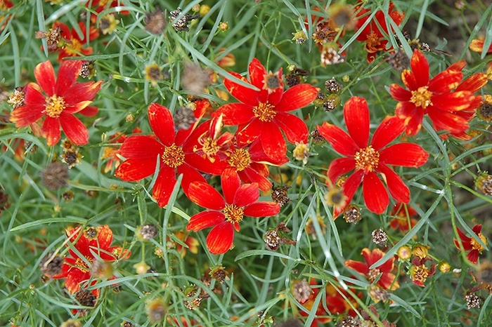 Cruizin' Broad Street - Coreopsis verticillata 'Broad Street' PP24598 (Tickseed) from Milmont Greenhouses