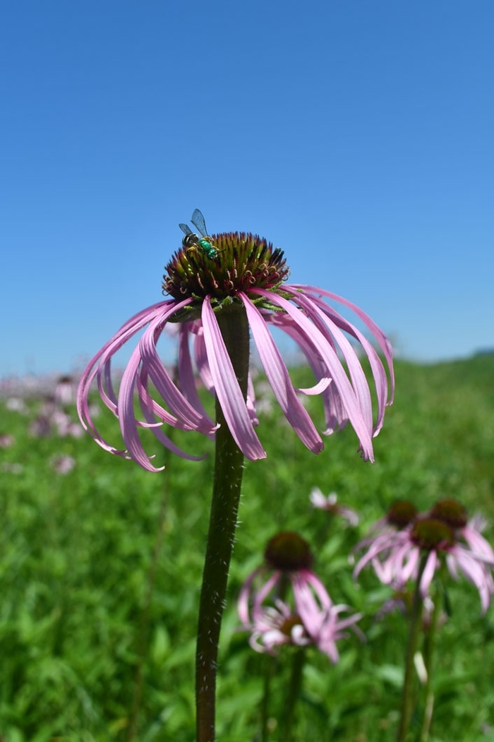Pale Purple Coneflower - Echinacea pallida from Milmont Greenhouses Pale Purple Coneflower - Echinacea pallida from Milmont Greenhouses