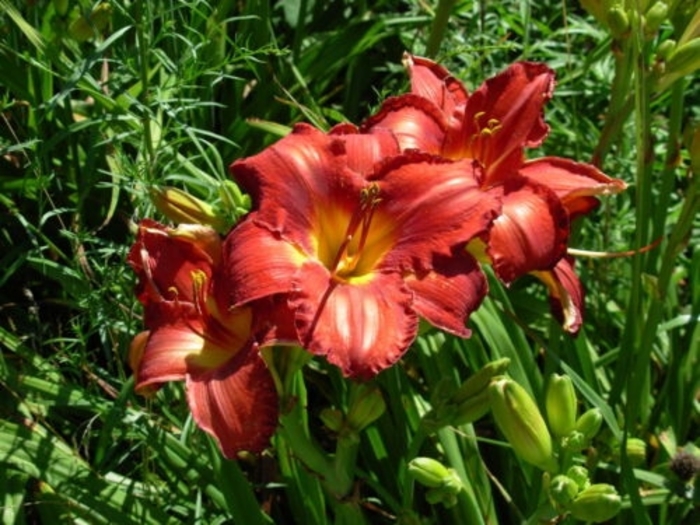'Diva's Choice' Daylily - Hemerocallis from Milmont Greenhouses