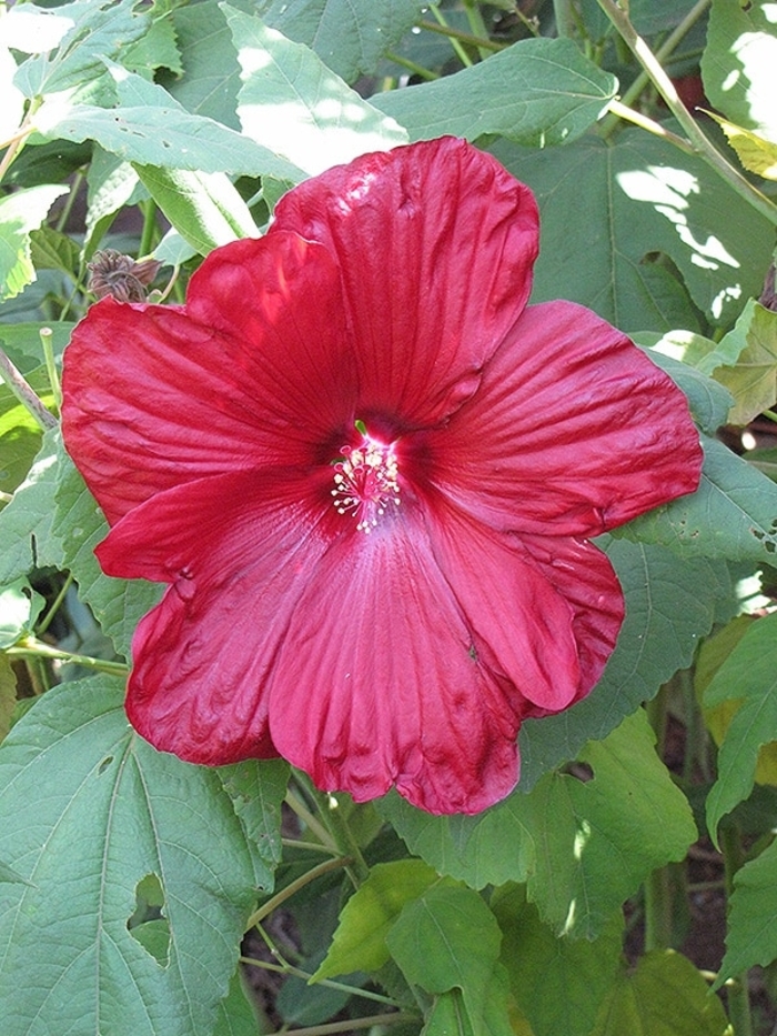 Disco Belle Red Hibiscus - Hibiscus moscheutos 'Disco Belle Red' (Hibiscus) from Milmont Greenhouses