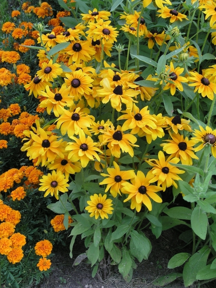 Goldilocks Black-Eyed Susan - Rudbeckia hirta 'Goldilocks' (Black-Eyed Susan) from Milmont Greenhouses