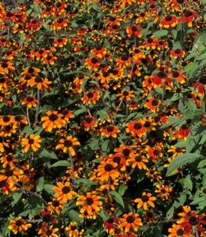 'Prairie Glow' Black-Eyed Susan - Rudbeckia triloba from Milmont Greenhouses