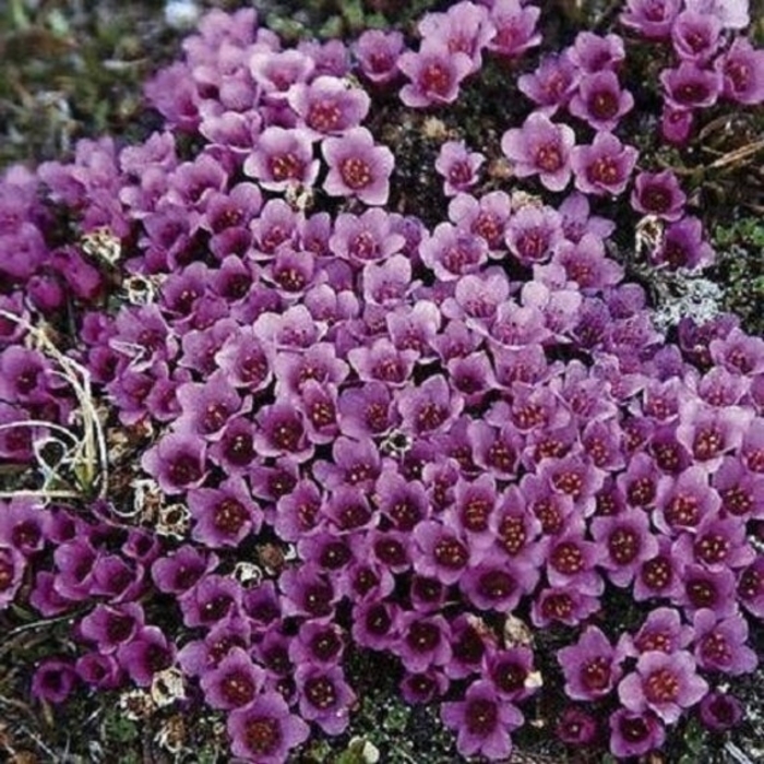 Purple Robe Mossy Saxifrage - Saxifraga x arendsii 'Purple Robe' (Mossy Saxifrage) from Milmont Greenhouses