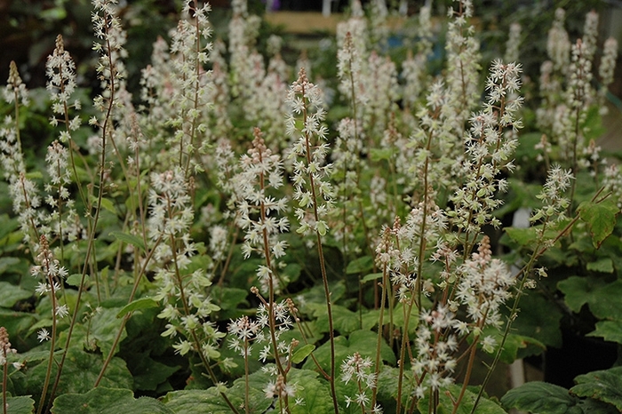Foamflower - Tiarella wherryi (Foamflower) from Milmont Greenhouses