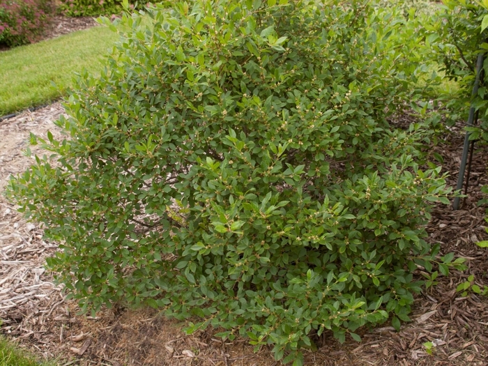 'Jim Dandy' Winterberry - Ilex verticillata from Milmont Greenhouses 'Jim Dandy' Winterberry - Ilex verticillata from Milmont Greenhouses