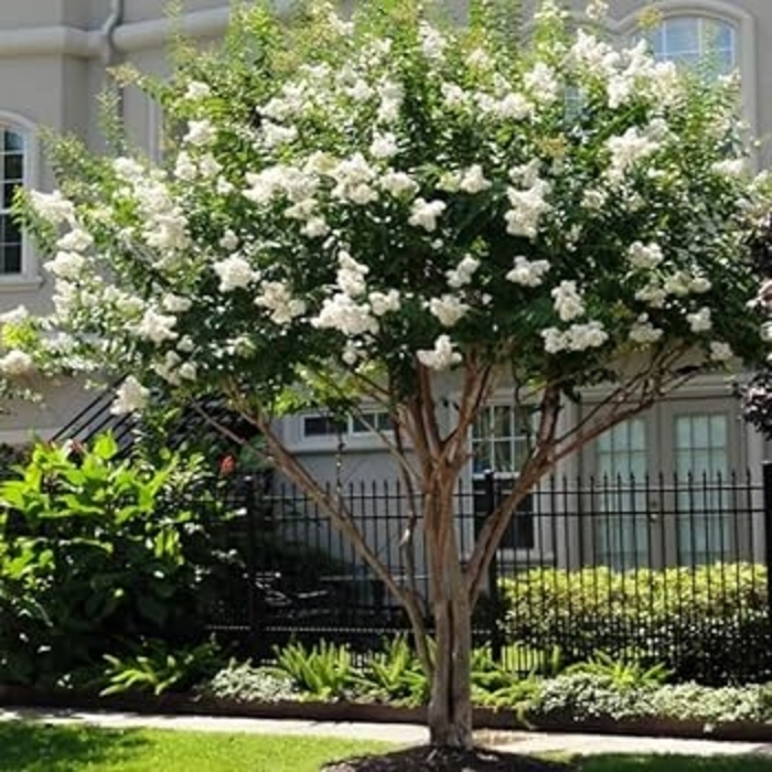'Natchez' Crapemyrtle - Lagerstroemia indica x fauriei from Milmont Greenhouses