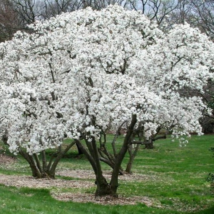 'Royal Star' - Magnolia stellata from Milmont Greenhouses