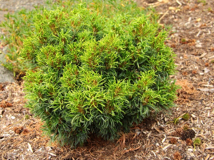 'Green Twist' Eastern White Pine - Pinus strobus from Milmont Greenhouses 'Green Twist' Eastern White Pine - Pinus strobus from Milmont Greenhouses