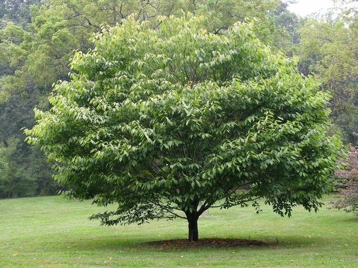 Wisconsin Red™ Musclewood - Carpinus caroliniana from Milmont Greenhouses
