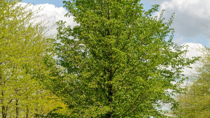 Hop Hornbeam - Ostrya carpinifolia from Milmont Greenhouses Hop Hornbeam - Ostrya carpinifolia from Milmont Greenhouses