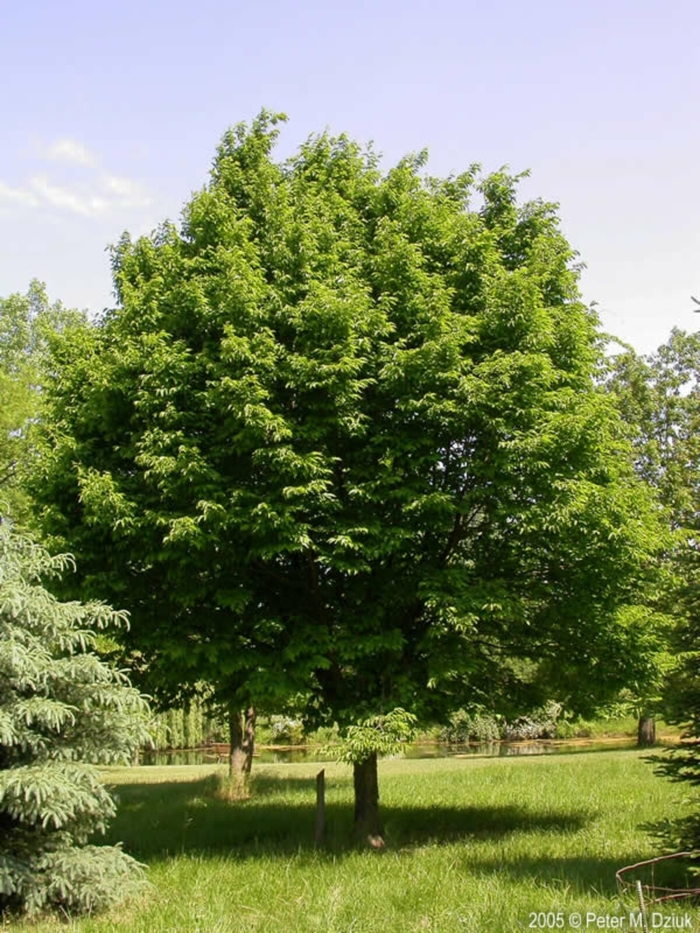 Hop Hornbeam or Ironwood - Ostrya virginiana (Hop Hornbeam or Ironwood) from Milmont Greenhouses