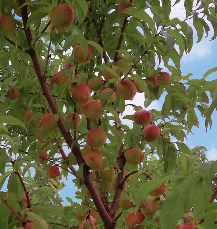 'Blushingstar®' Peach - Prunus persica from Milmont Greenhouses