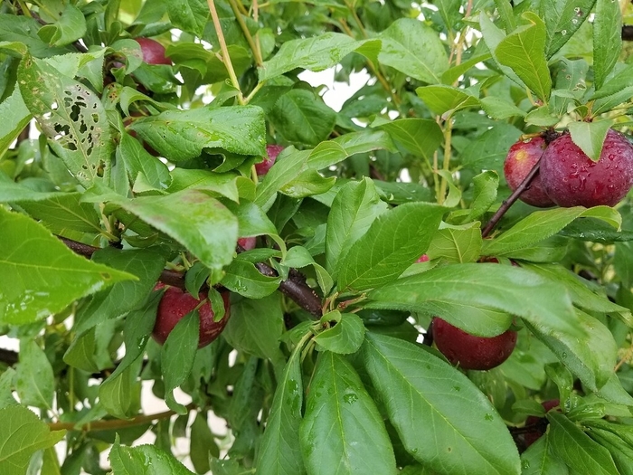 'Satsuma' Japanese Plum - Prunus salicina from Milmont Greenhouses