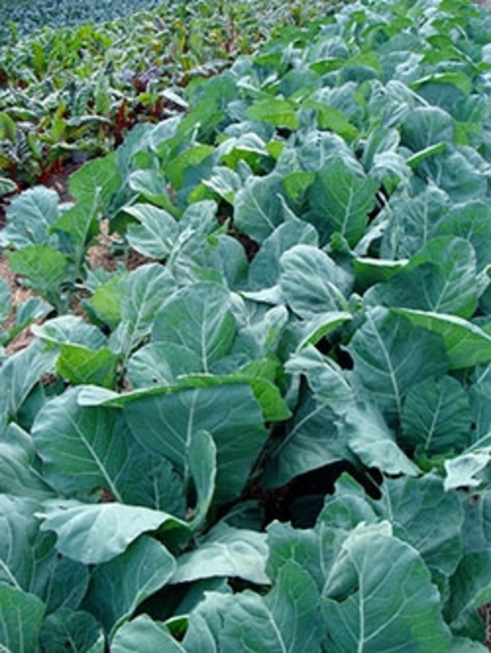 Collards Flash - Collards from Milmont Greenhouses