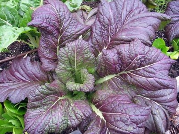 Mustard Red Giant - Mustard from Milmont Greenhouses