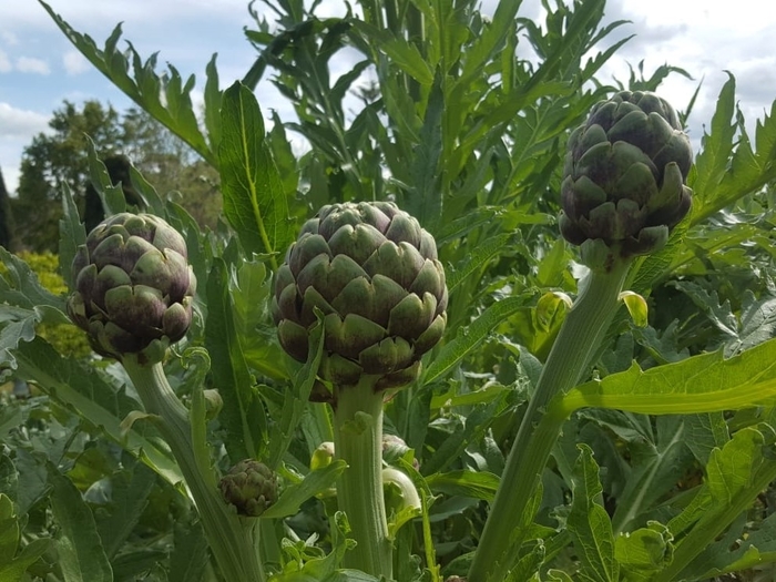 Artichoke Globe - Artichoke from Milmont Greenhouses
