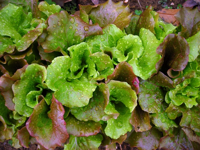 Lettuce Batavian Sierra - Lettuce from Milmont Greenhouses