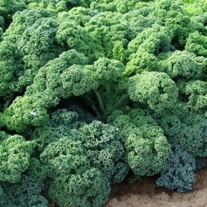 Kale Seabor - Kale from Milmont Greenhouses