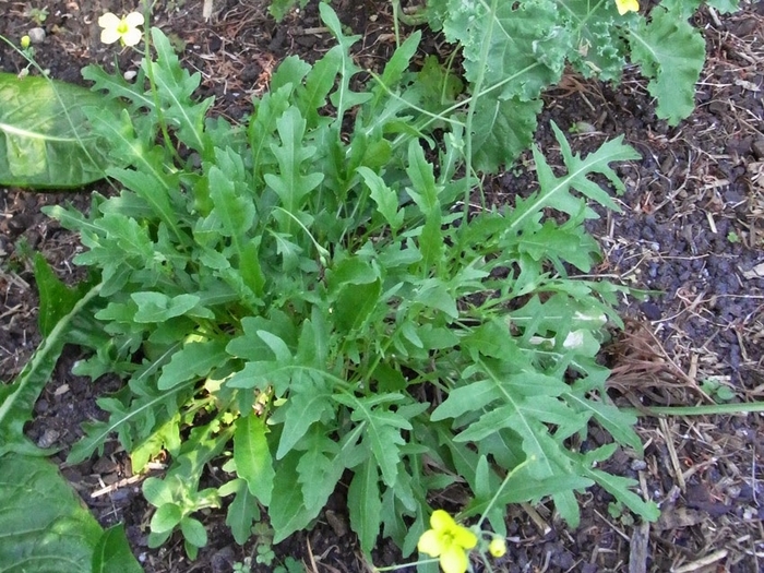 Arugula Rocket - Arugula from Milmont Greenhouses