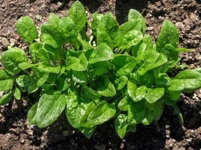 Spinach Avon - Spinach from Milmont Greenhouses