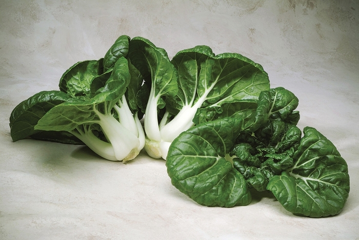 Cabbage Chinese Toy Choy - Cabbage from Milmont Greenhouses