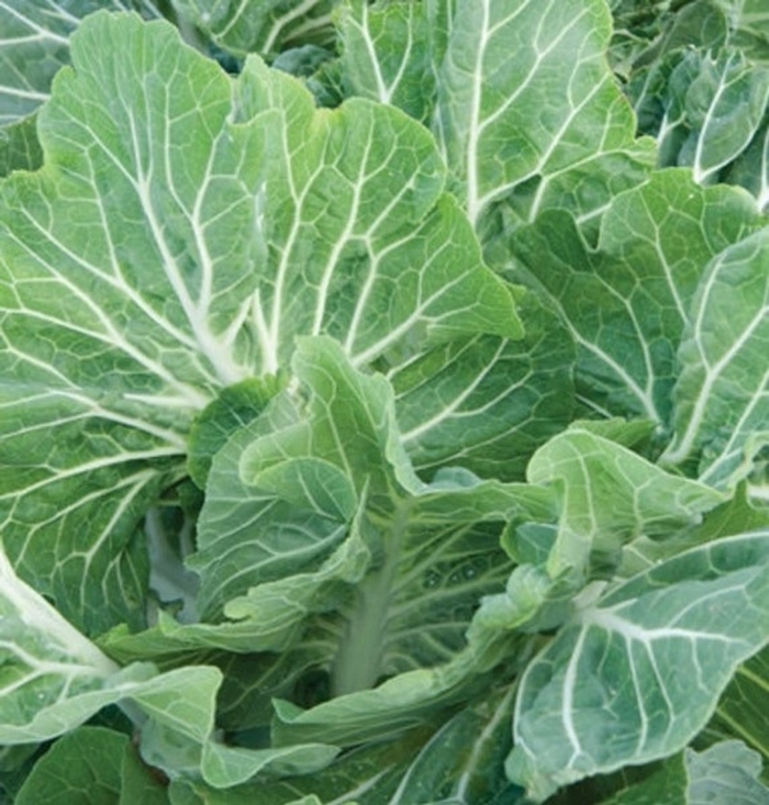 Kale Premier - Kale from Milmont Greenhouses