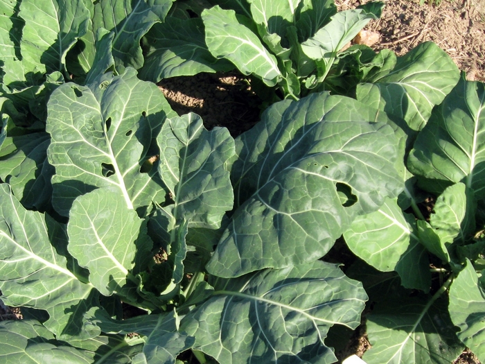 Collards Champion - Collards from Milmont Greenhouses