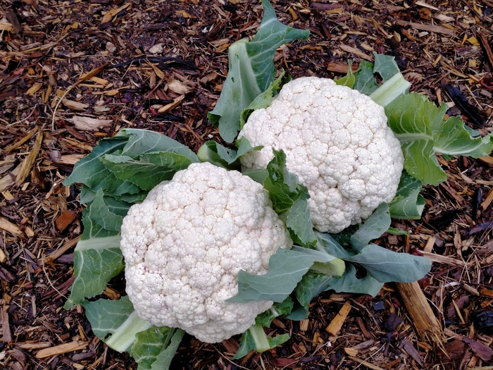 Cauliflower Snow Crown - Cauliflower from Milmont Greenhouses