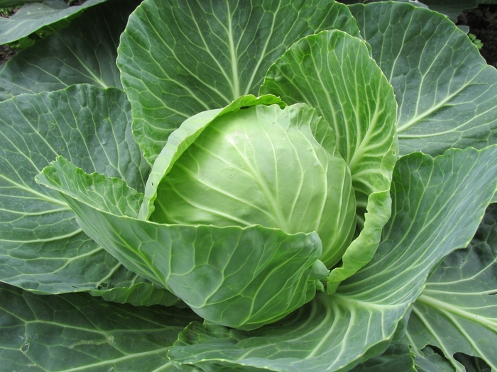 Cabbage Early Flat Dutch - Cabbage from Milmont Greenhouses