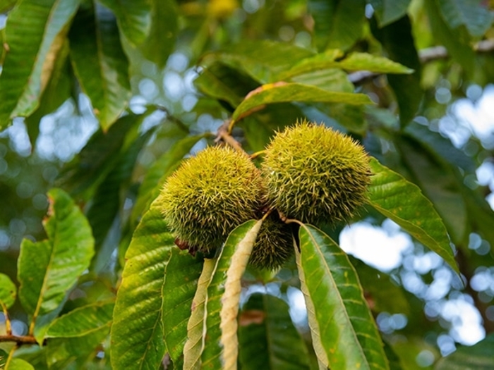 Chestnut Dunstan - Chestnut from Milmont Greenhouses