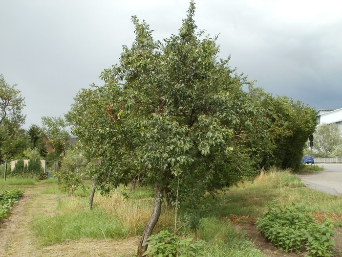  Plum Prune French - Plum from Milmont Greenhouses