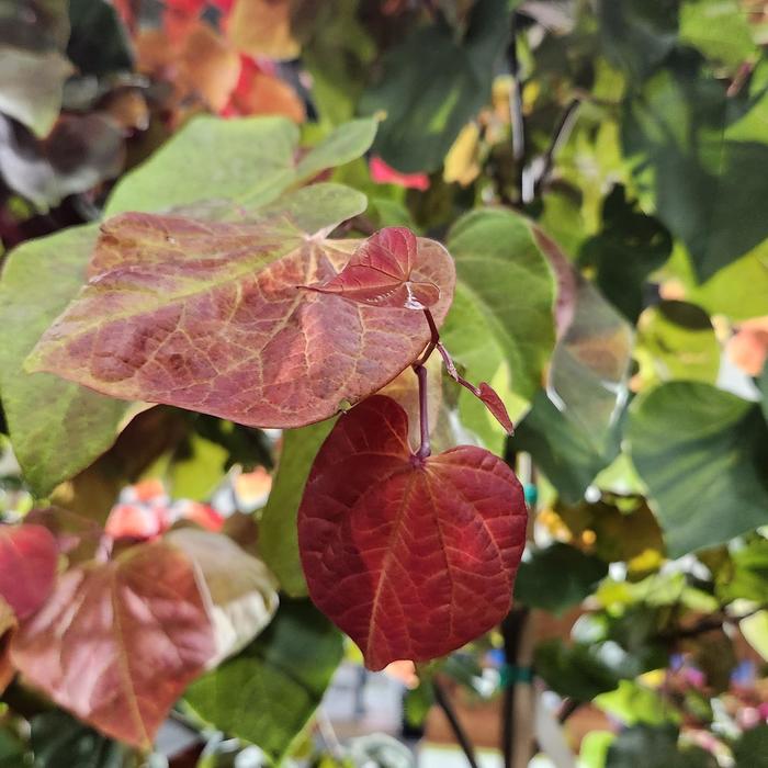 Hearts A'Fire&reg; Redbud - Cercis canadensis from Milmont Greenhouses