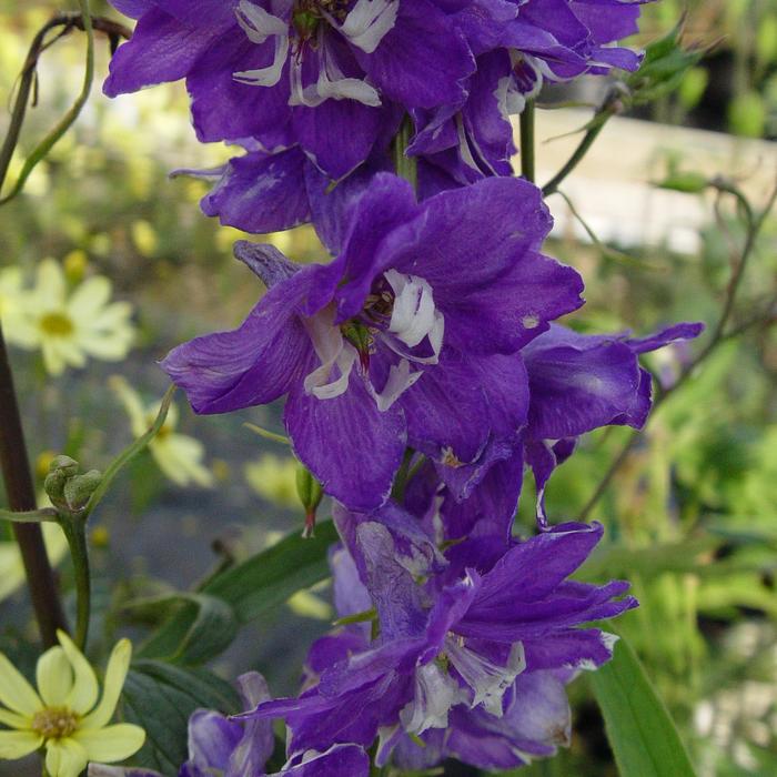 'Magic Fountains Dark Blue Dark Bee' Larkspur - Delphinium elatum from Milmont Greenhouses