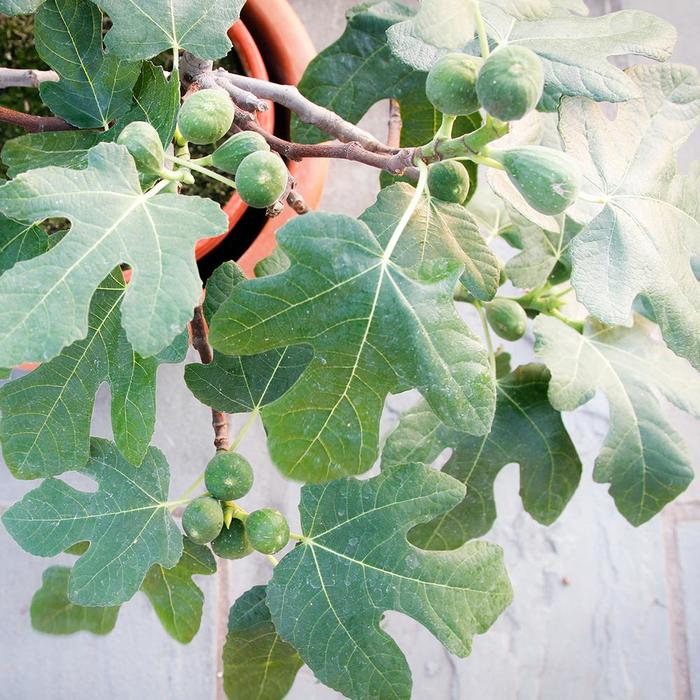 Fignomenal&reg; Fig - Ficus carica from Milmont Greenhouses
