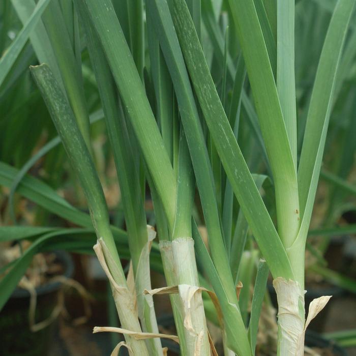 'American Flag' Leek - Allium ampeloprasum from Milmont Greenhouses