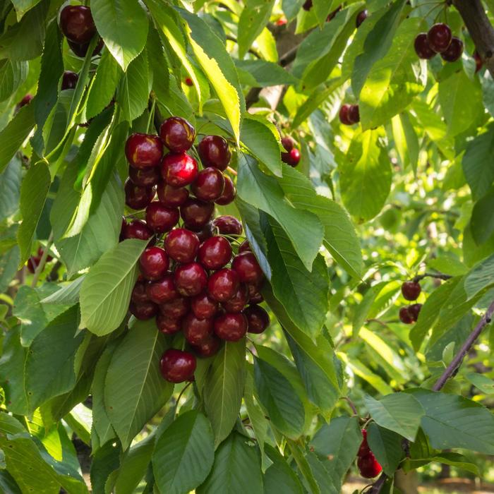 BlackGold&trade; Sweet Cherry - Prunus avium from Milmont Greenhouses