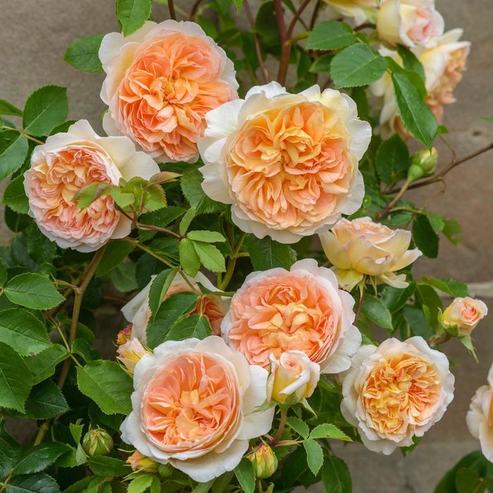 Bathsheba&trade; English Climbing Rose - Rosa from Milmont Greenhouses
