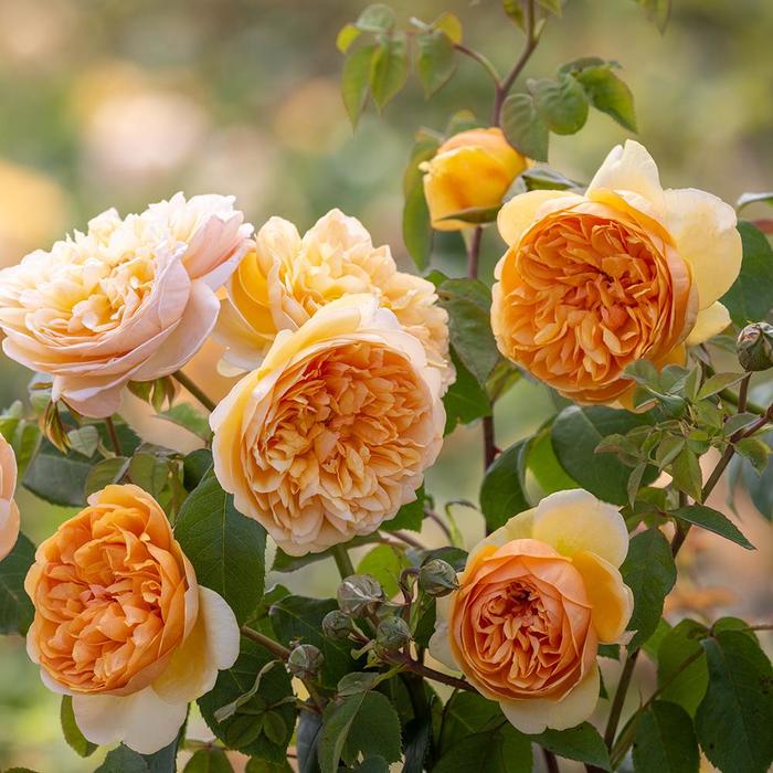 'Bring Me Sunshine' English Shrub Rose - Rosa from Milmont Greenhouses