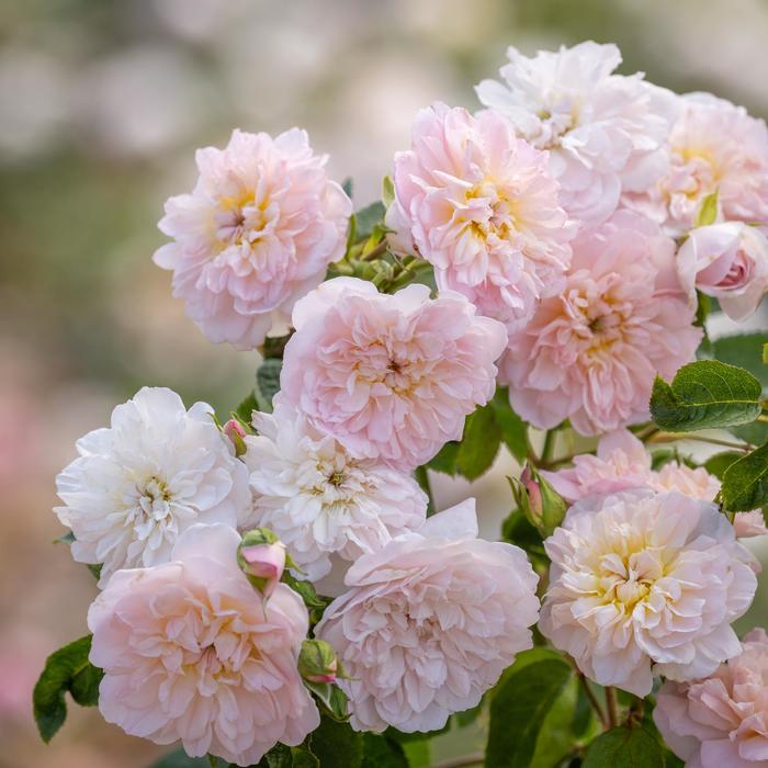 Elizabeth® English Shrub Rose - Rosa from Milmont Greenhouses