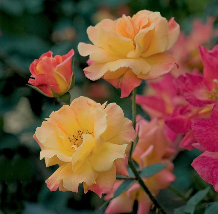 'Josephs Coat' Climbing Rose - Rosa from Milmont Greenhouses