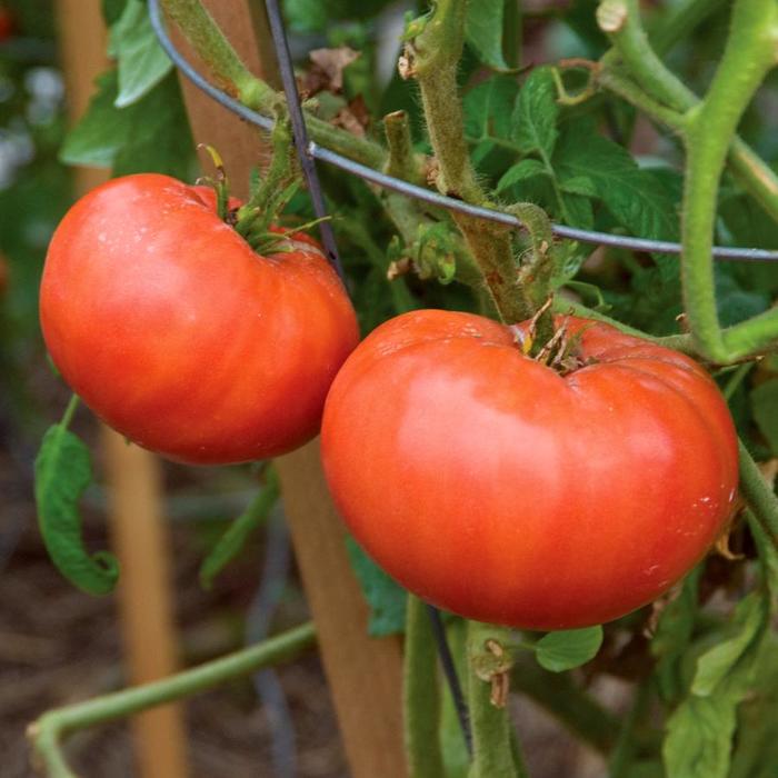 'Mortgage Lifter' - Tomato from Milmont Greenhouses