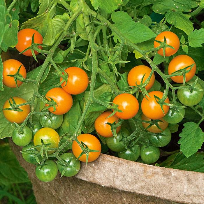 'Sungold' Cherry - Tomato from Milmont Greenhouses