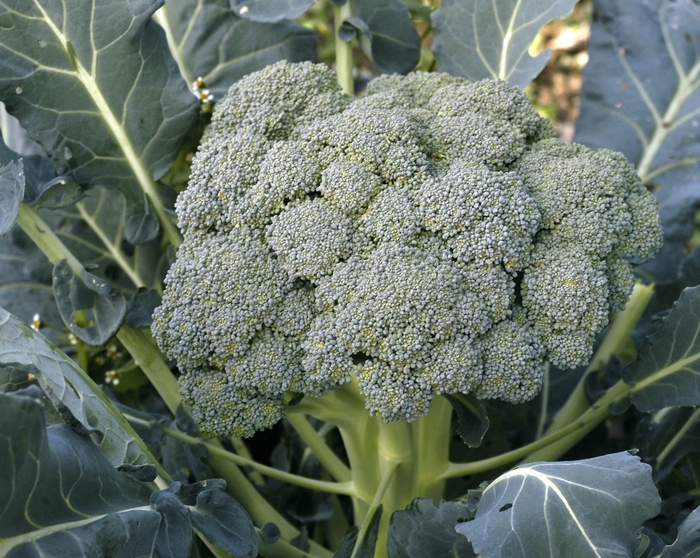 Broccoli Waltham - Broccoli from Milmont Greenhouses