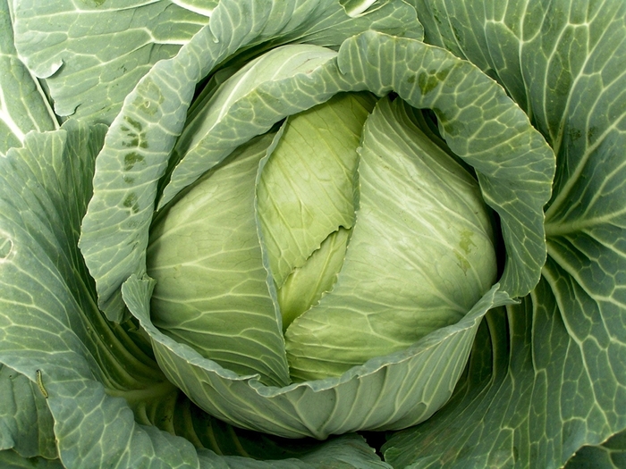 Cabbage Late Flat Dutch - Cabbage from Milmont Greenhouses