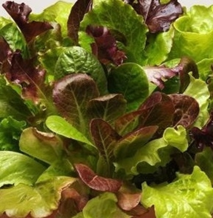 Lettuce Summer Picnic - Lettuce from Milmont Greenhouses