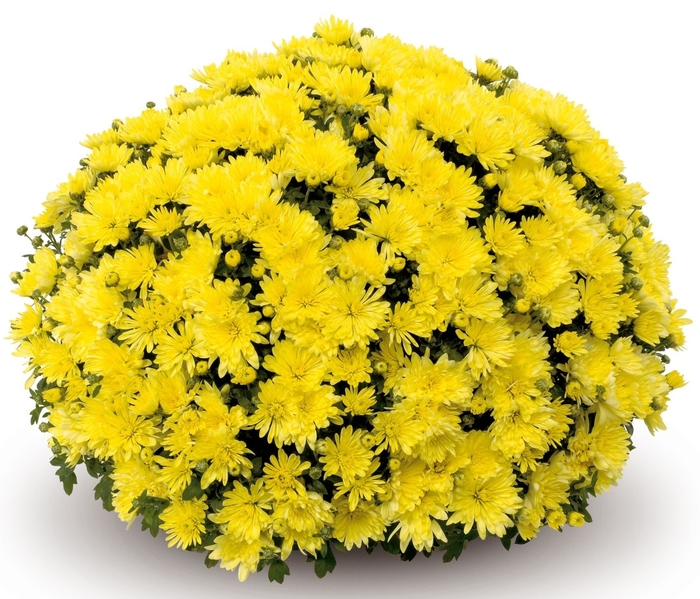 Mum Alluga Yellow - Mum from Milmont Greenhouses