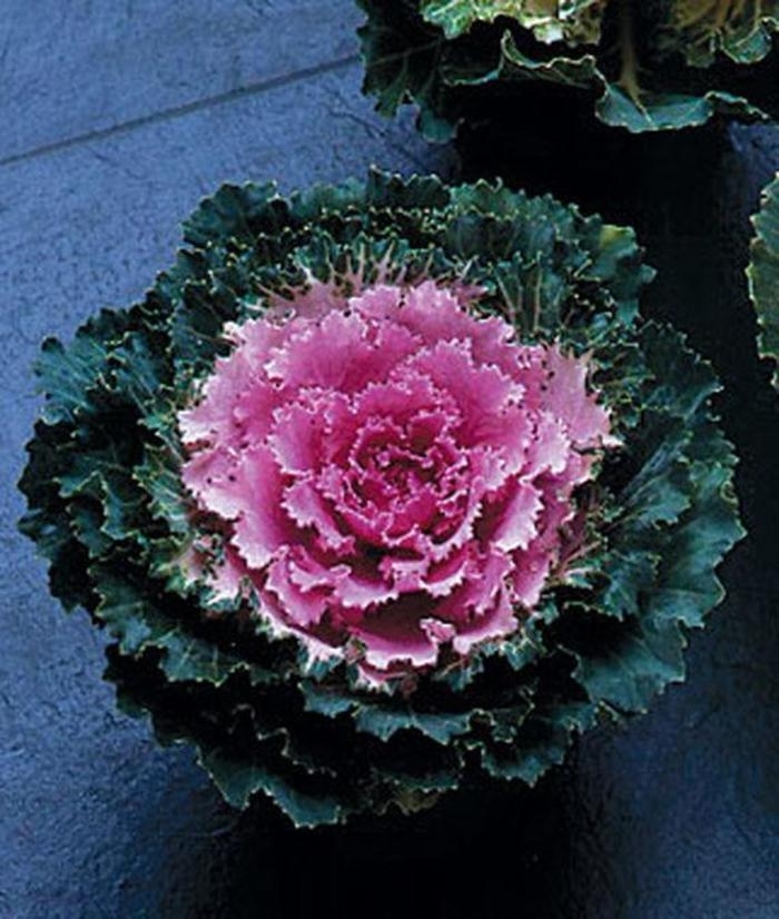 Flowering Kale Songbird Pink - Flowering Kale from Milmont Greenhouses