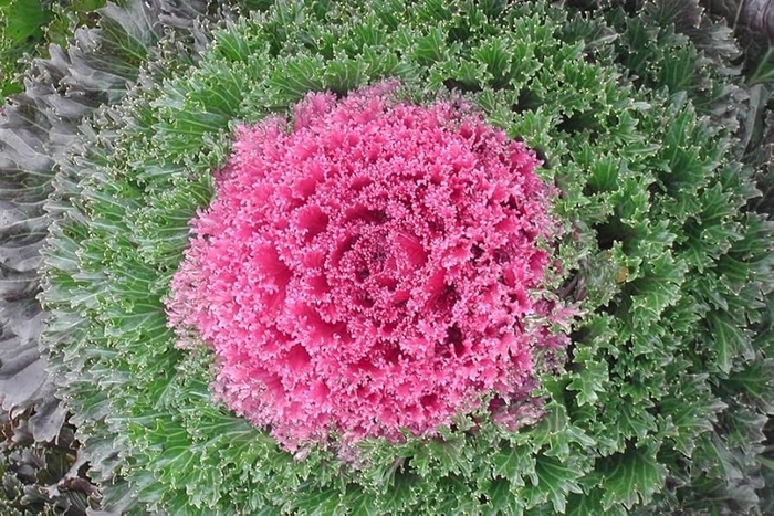 Flowering Kale Kamome Pink - Flowering Kale from Milmont Greenhouses