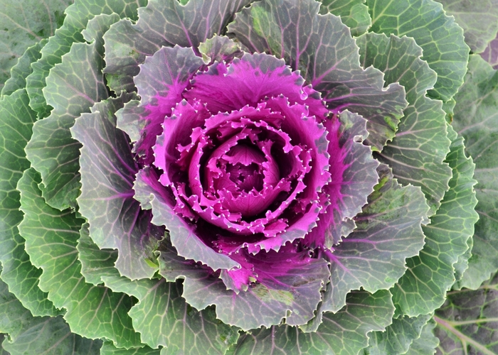 Floweirng Kale Songbird Red - Flowering Kale from Milmont Greenhouses