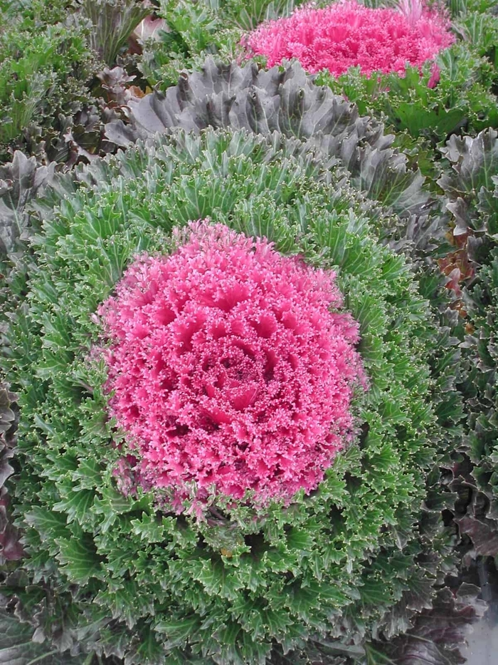 Flowering Kale Glamour Red - Flowering Kale from Milmont Greenhouses